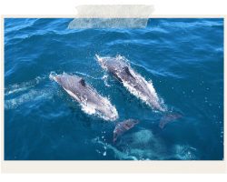 dolphins