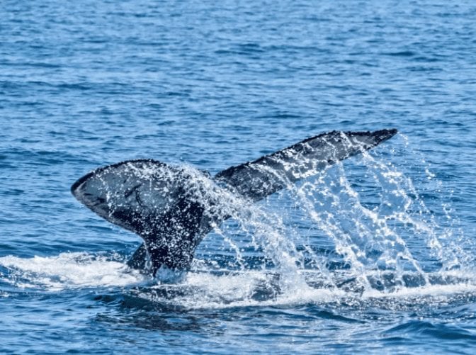 Whale Tail coming out of Ocean