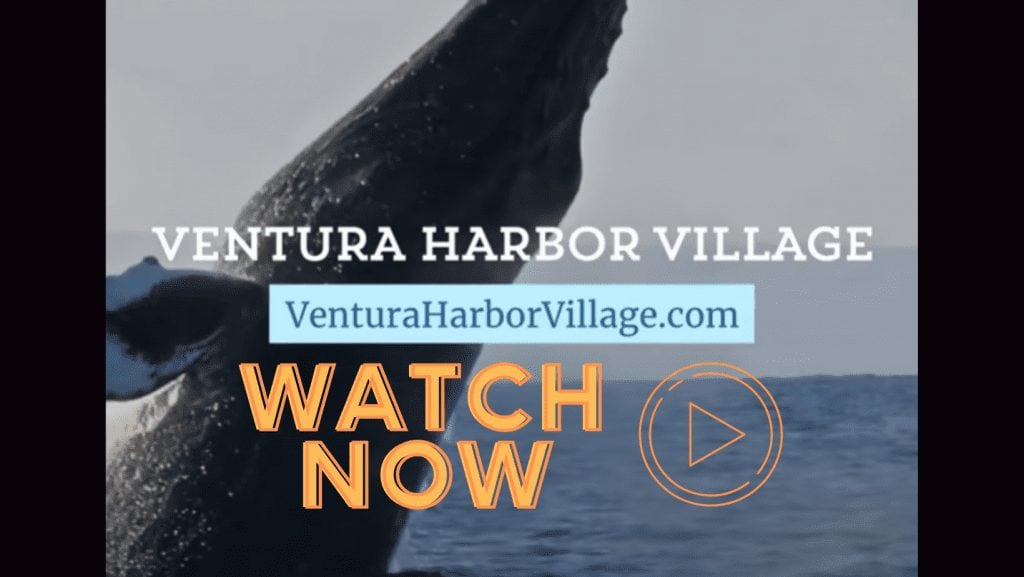 Whale Watching Ventura Harbor Video, Watch Now