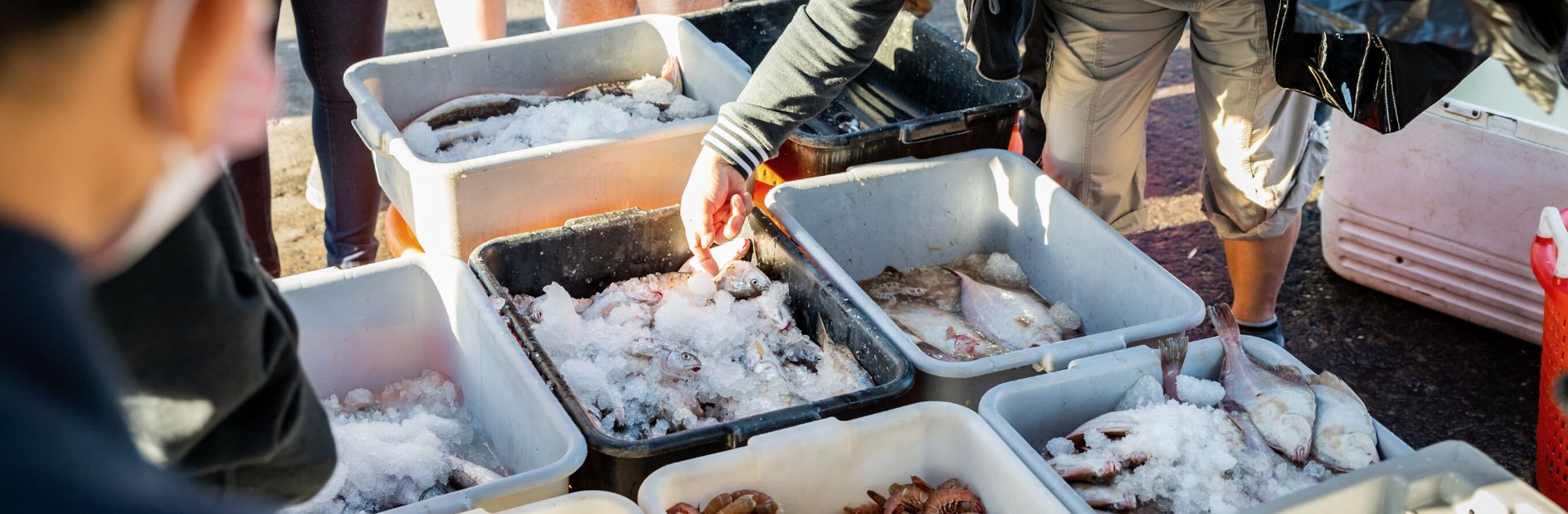 fresh fish market