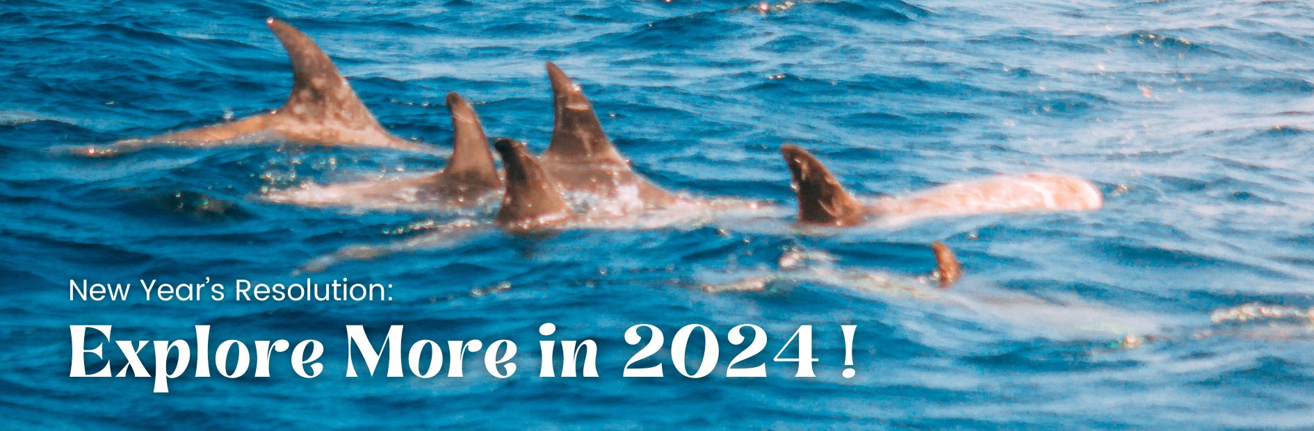 dolphins