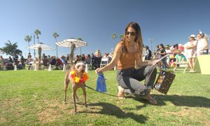 A woman kneels beside a small dog wearing a floral lei and holding a blue ribbon, with a crowd in the background at an outdoor event.