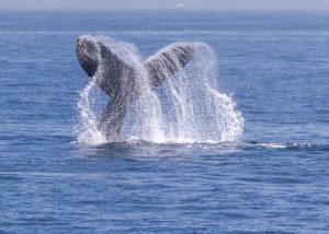 Summer Whale Watching with Island Packers