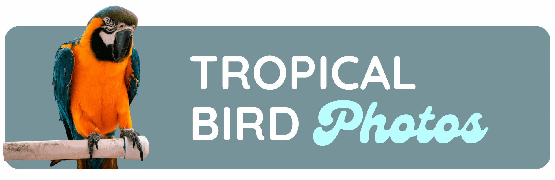tropical bird photos header