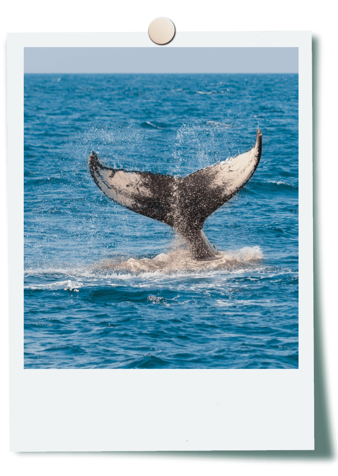 whales tail spotted on summer whale watching trip