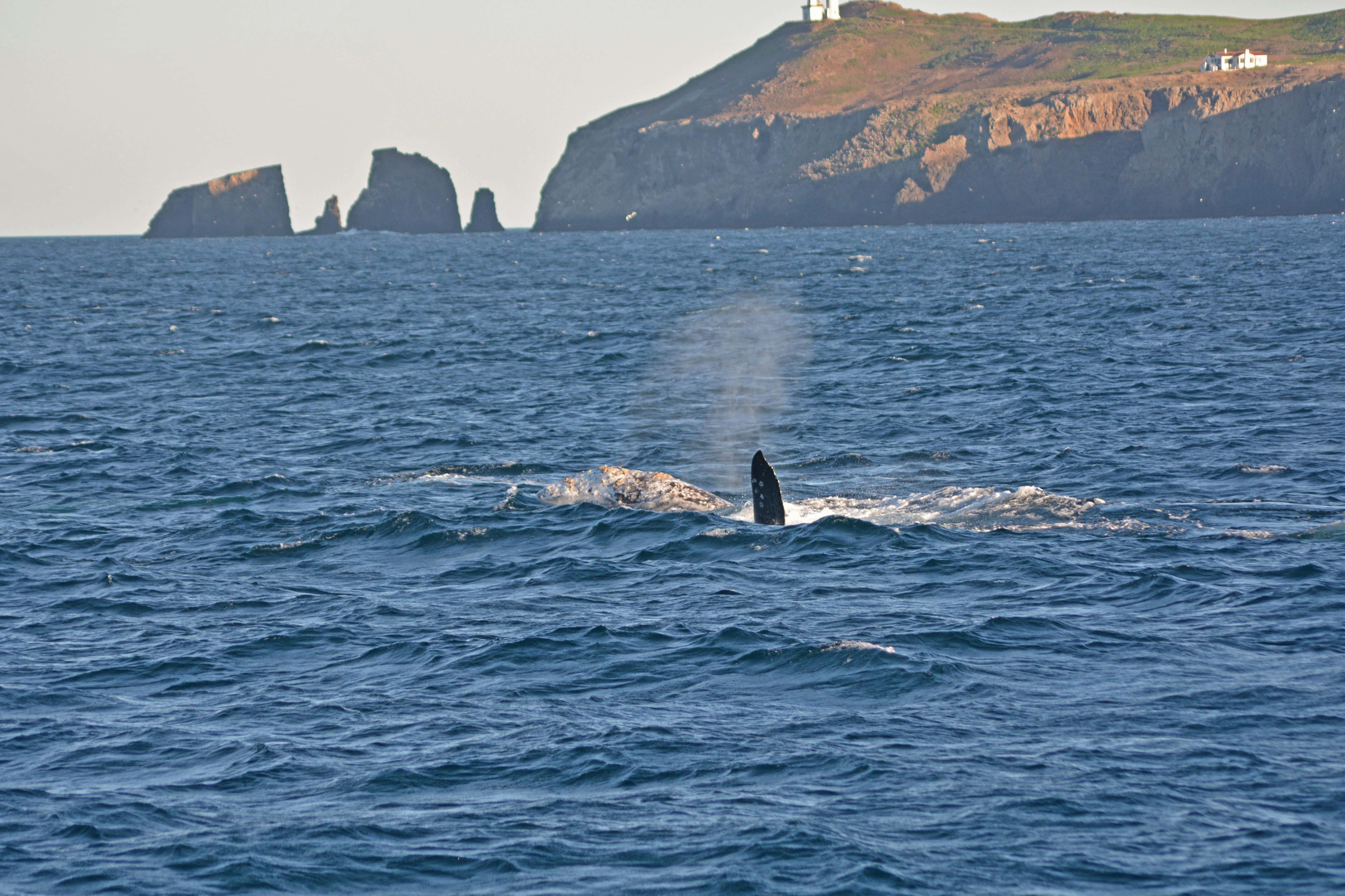 Humpback whale breaching in the waters near Ventura Harbor Village.