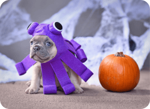 HOWL-O-WEEN Dog Costume Contest 2026